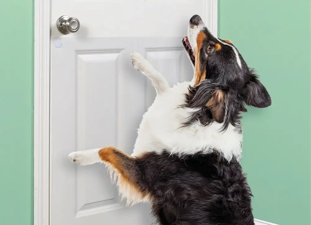 Interior Doors
