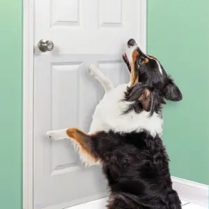 Interior Doors